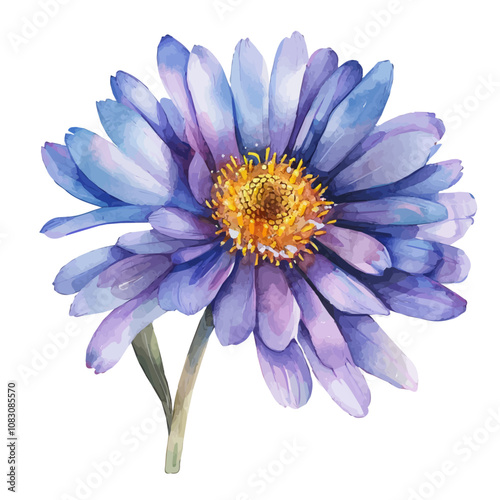 A watercolor of Aster flower, isolated on a white background. Aster vector.