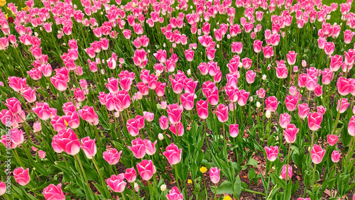 floral background meadow pink tulips with green leaves