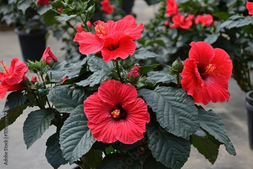 red hibiscus flower