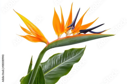 Stunning Bird of Paradise flower Strelitzia reginae on white backdrop photo