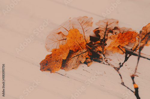 A thin, curved branch with beautiful, yellowing oak leaves lies against a white wooden backdrop. It's the beginning of autumn. photo