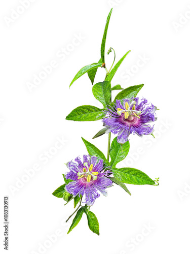 Passiflora incarnata | Purple Passion Flower | Native North American Vine Flower Isolated on White Background 