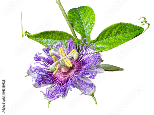 Passiflora incarnata | Purple Passion Flower | Native North American Vine Flower Isolated on White Background 