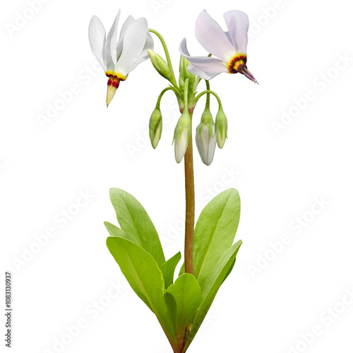 Dodecatheon meadia | Prairie Shooting Star | Native North American Wildflower Isolated on White Background
 photo