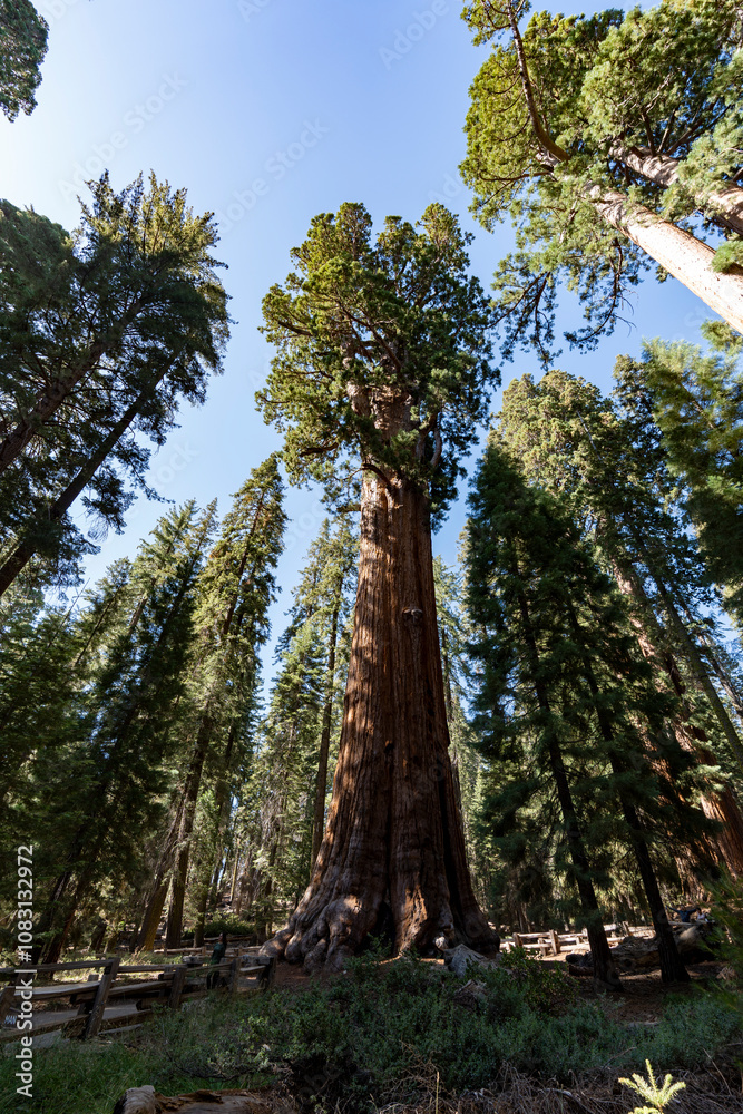 Fototapeta premium シャーマン将軍の木 General Sherman Tree