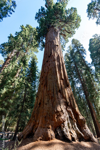 シャーマン将軍の木 General Sherman Tree photo