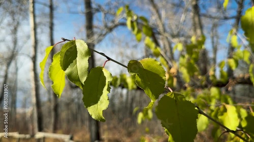 autumn leaves in the wind