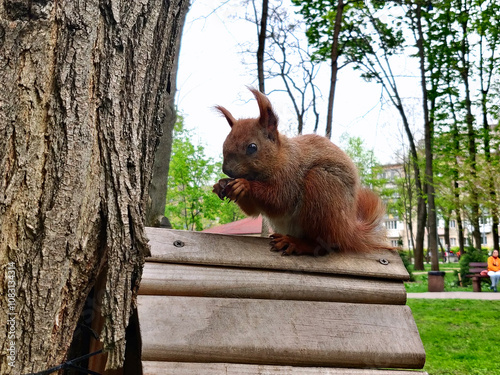Red squirrel with nut in the paws