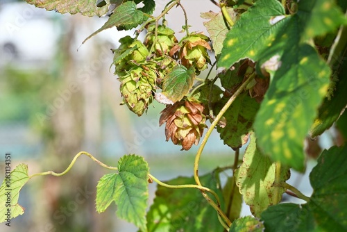 Hop cone. Dioecious Cannabaceae perennial vine. Used in beer brewing to impart aroma and bitterness.