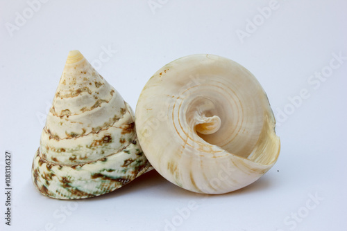 Featuring a close-up view of a trochus shell, this image emphasizes the shell's distinctive ridges and smooth surface.  photo