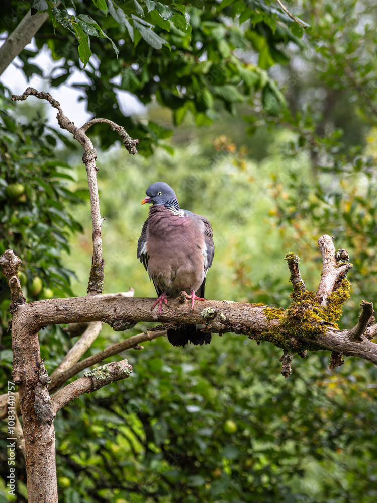 Fototapeta premium Pigeon Perched on Mossy Branch in Forest