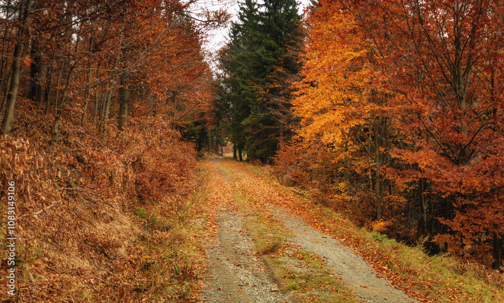 Obraz premium autumn in the forest