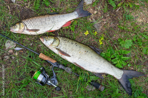 Magnificent chub and asp on river pebbles, caught with a spinning rod. photo