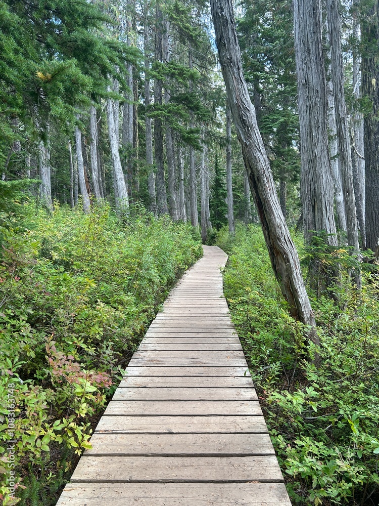 Obraz premium path in the woods