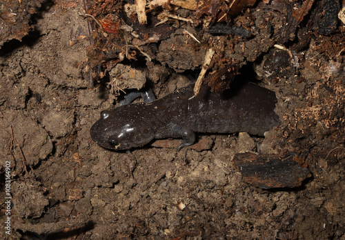 A plump Jefferson's Salamander (Ambystoma jeffersonianum) crawls out of a subterranean refuge in the earth. 