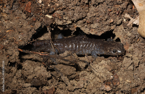 A robust Jefferson's Salamander (Ambystoma jeffersonianum) crawling through an underground rodent burrow.  They spend much of their lives in underground tunnels, emerging in spring to breed. 