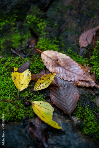 鎌倉2411　妙法寺3　苔と落ち葉 photo