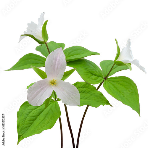 Trillium grandiflorum | Large-flowered Trillium | Native Woodland Wildflower Isolated on White Background 
