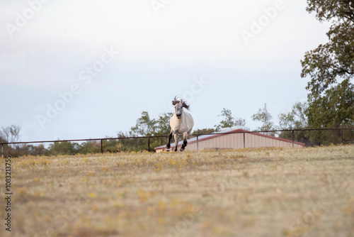 Running Highland Pony
