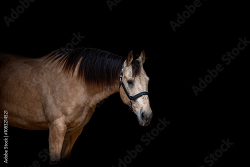 Buckskin