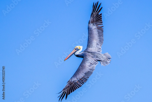 pelican in flight