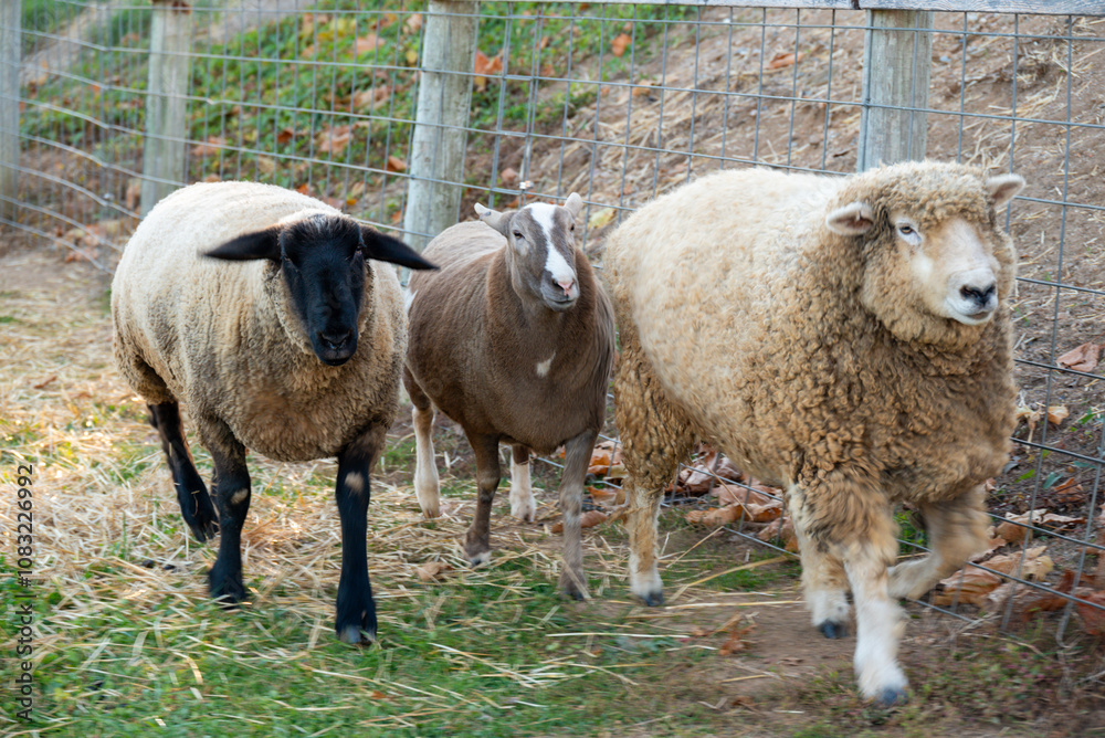 Fototapeta premium farm animals running