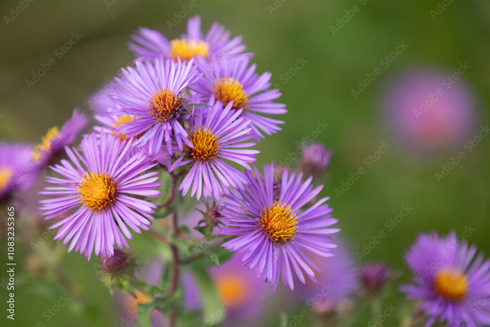 Fototapeta premium purple and yellow flowers