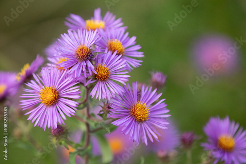 purple and yellow flowers