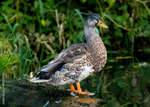 duck in the water