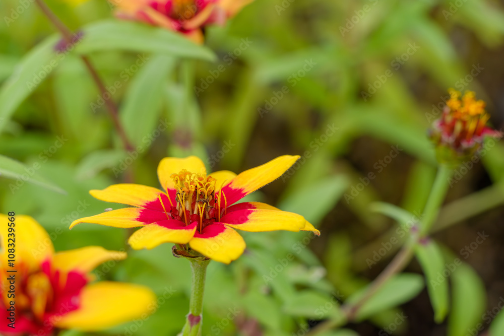 Fototapeta premium Yellow and Red Zinnia Flower in Bloom
