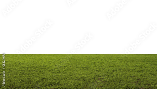 green grass field isolated on transparent background cutout photo