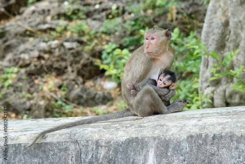 Photography little wild monkey sucking milk from its mother nipple
