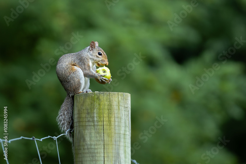 squirrel eating a nut