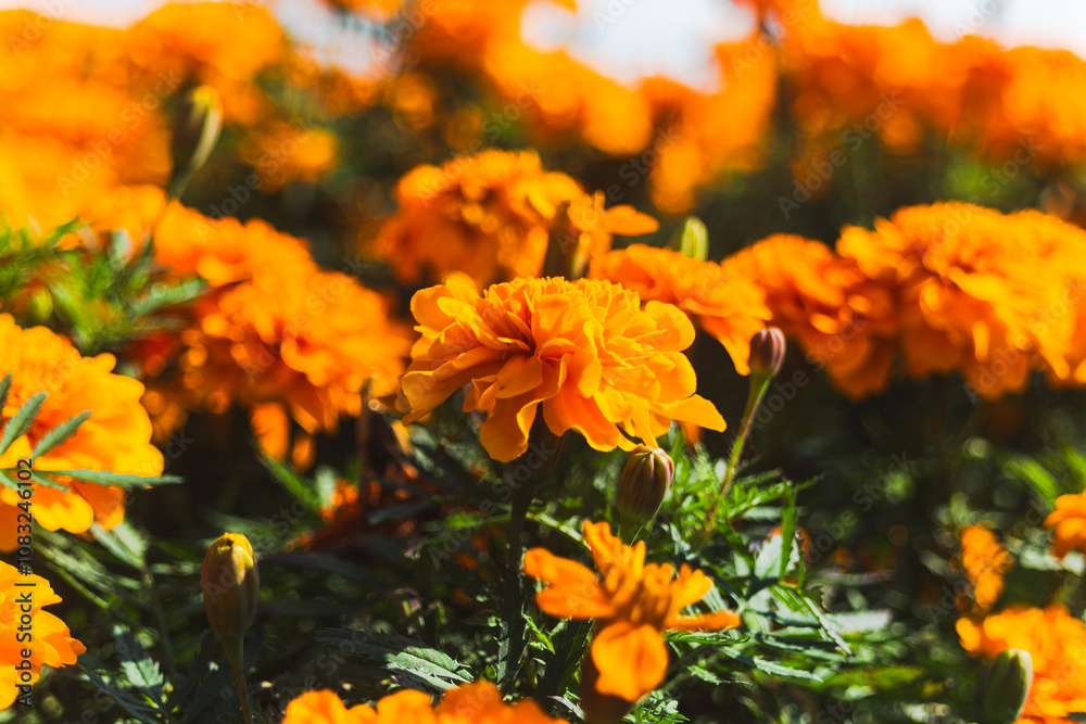 Fototapeta premium 鮮やかなオレンジ色のマリーゴールドの花