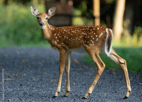 baby deer in the woods