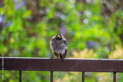 Wet Noisy Miner sheltering from the rain