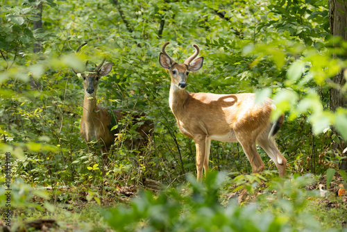 deer in the woods
