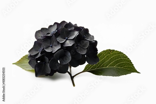 black Hydrangea flowers in isolated white background. With a harmonious balance of mystery and natural beauty."

