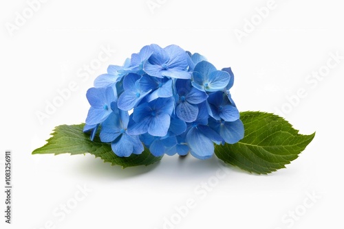 Blue hydrangea with branch and leaves isolated on white background 