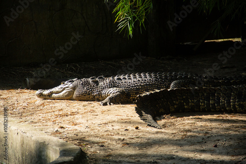 Crocodylus Porosus or saltwater crocodile, one of the largest crocodile species in the world, this crocodile is often found in Indonesia