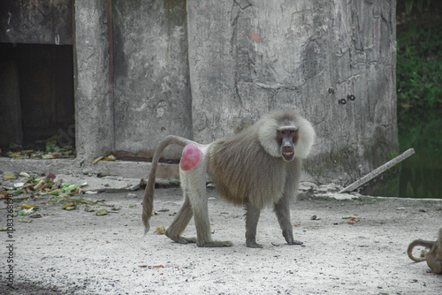 Papio Hamadryas or Hamadry baboon is a species of baboon from the Old World monkey family Cercopithecidae photo