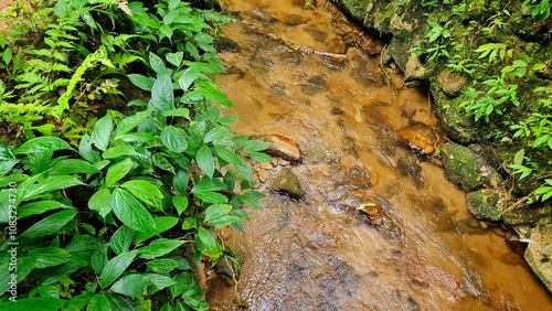 Walterfall with stream , tree, fern ,moss at the rain forest landscape. photo