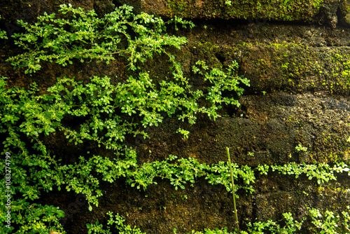 Close up Artilerry Plant or Pilea microphylla also known as rockweed, artillery plant, gunpowder plant or brilhantina, pilea microphylla is a plant that lives in damp places photo