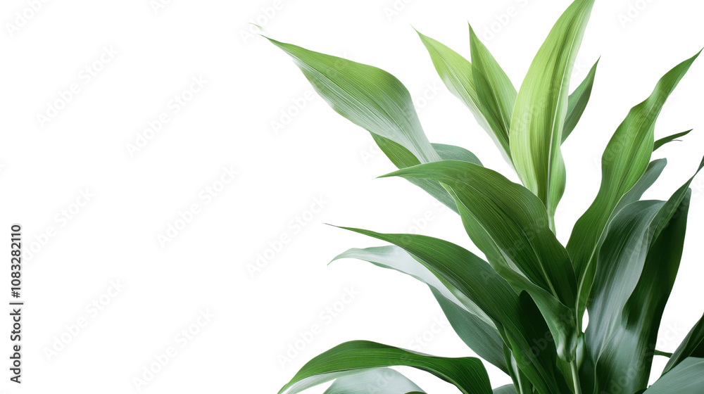 Fototapeta premium Collection corn plan isolated on transparent background for garden design.