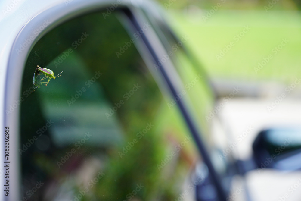 車窓にとまる昆虫と自然の融合