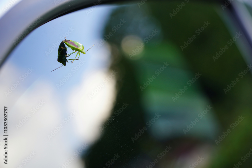 車窓にとまる昆虫と自然の融合