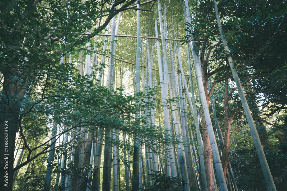 Fototapeta premium 鎌倉の報国寺