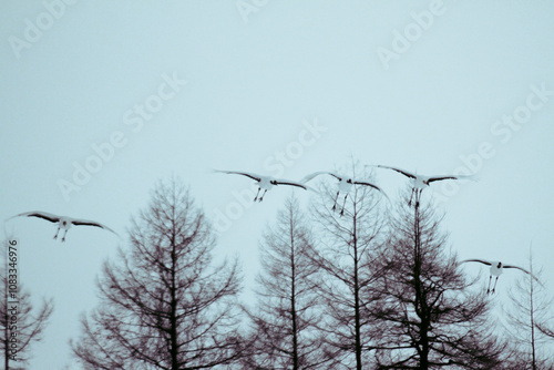 Red crowned cranes dancing, in Japan Red-crowned crane in turui-mura hokkaido japan photo