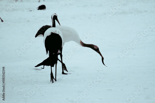 Dancing Cranes. The ritual marriage dance of cranes. The red-crowned crane. Scientific name: Grus japonensis, also called the Japanese crane or Manchurian crane, is a large East Asian Crane.The red-cr photo