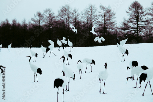 Dancing Cranes. The ritual marriage dance of cranes. The red-crowned crane. Scientific name: Grus japonensis, also called the Japanese crane or Manchurian crane, is a large East Asian Crane.The red-cr photo